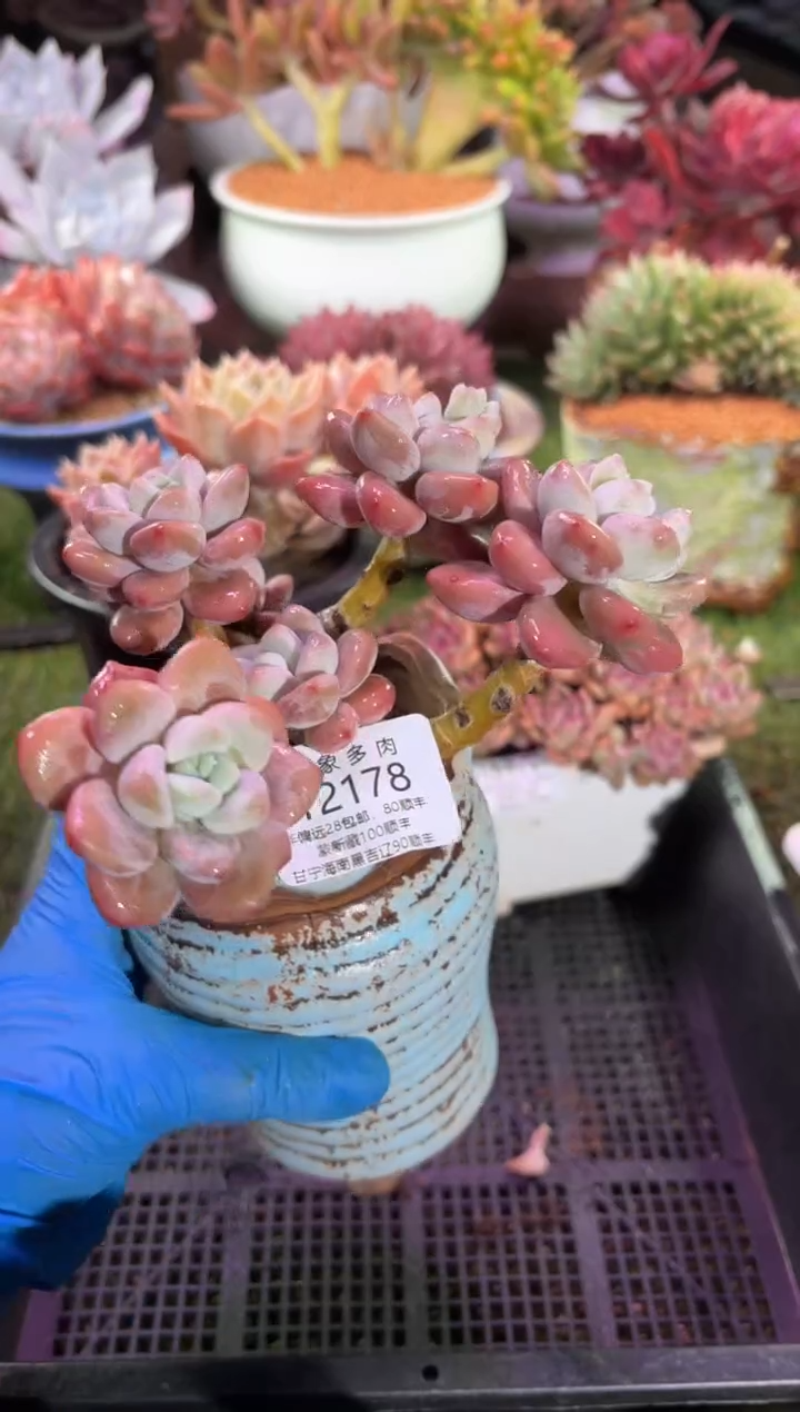 【闪购商品】12178