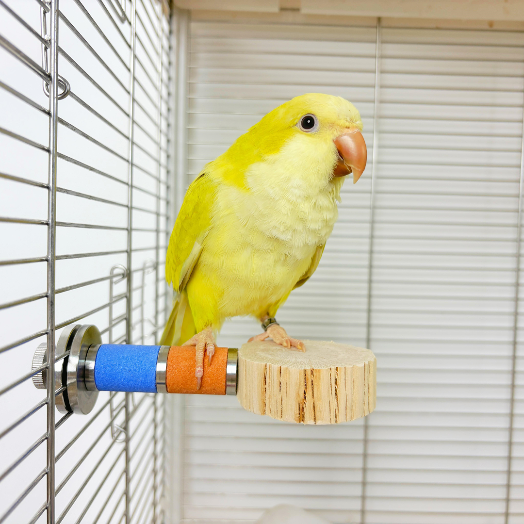 鹦鹉野梨花木站台鸟笼配件鸟站架鸟用跳台休息可固定跳板凯克玩具