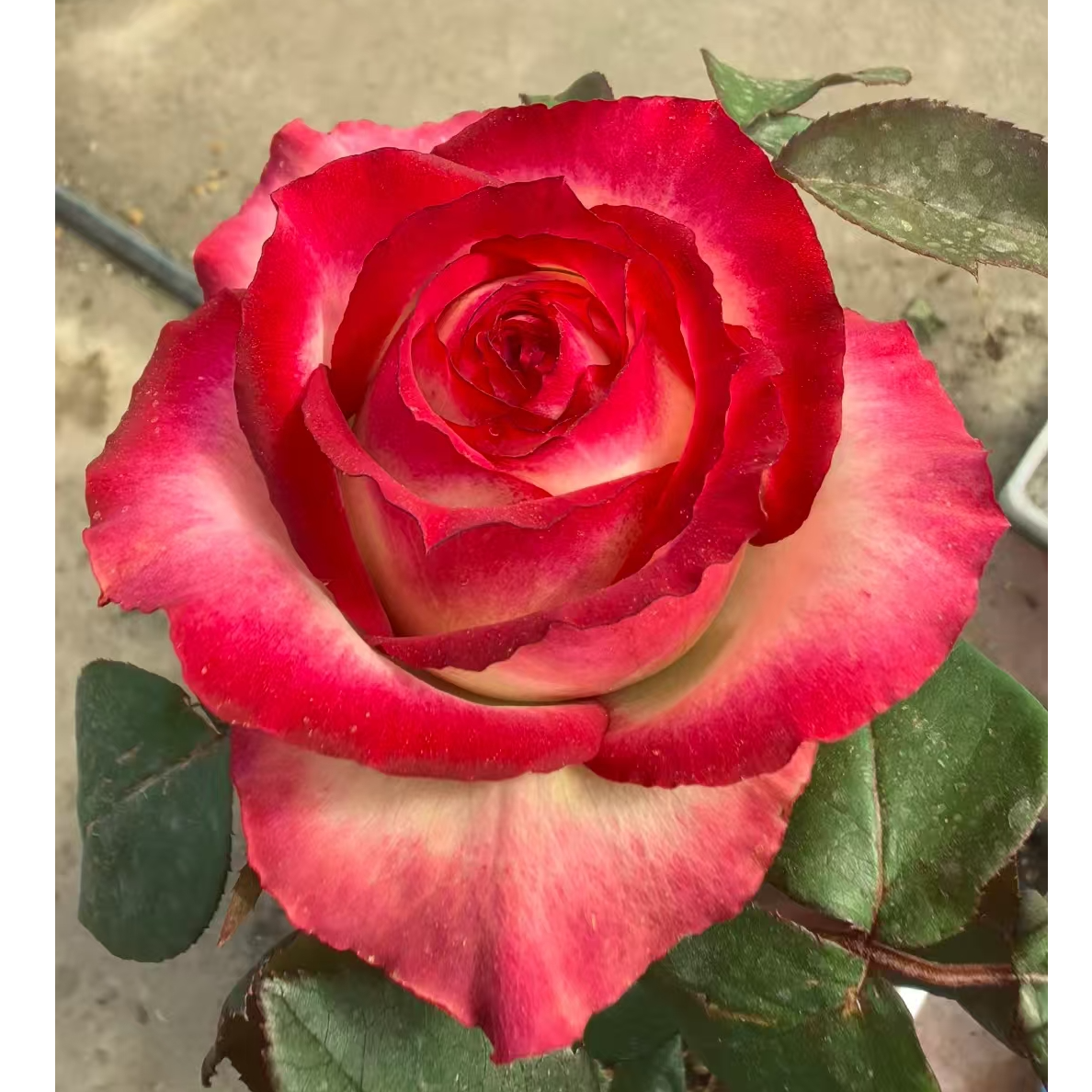文羽景园【现接裸根苗】切花月季多季节重复开花  
