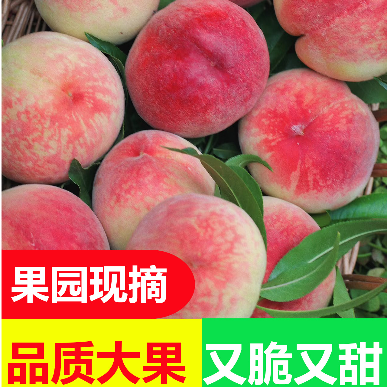 【渭农良品】陕西新鲜水蜜桃应季水果现摘现发新鲜脆甜爽口水蜜桃