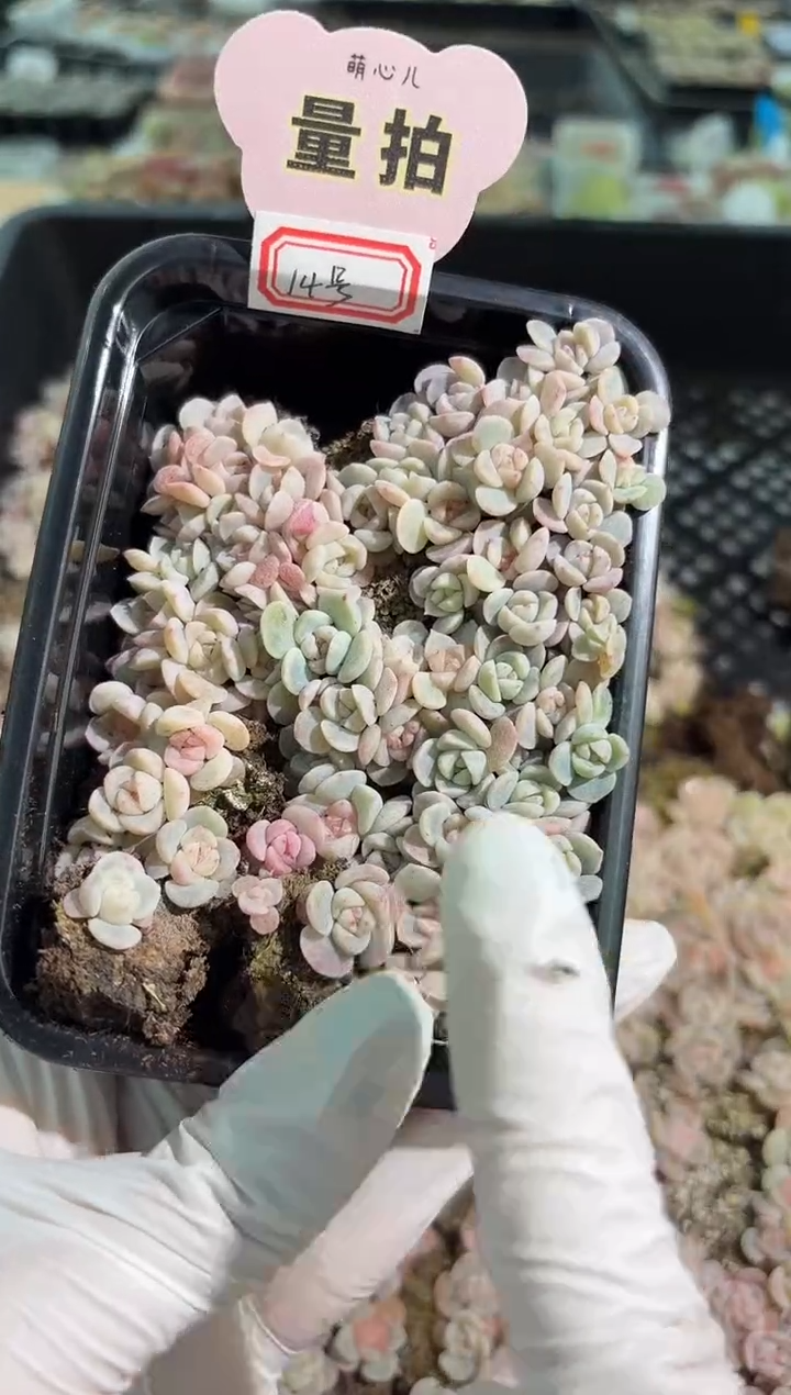 14号 切糕1盒 量拍多肉植物