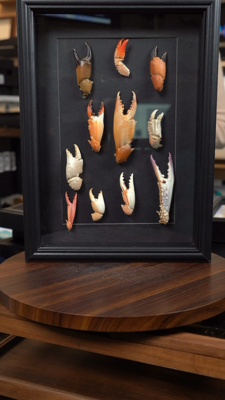 动物标本摆件竞拍l104