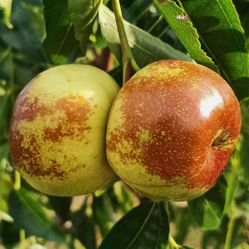 蟠枣大果脆甜多汁，耐严寒’南北方可种植，可盆栽地栽