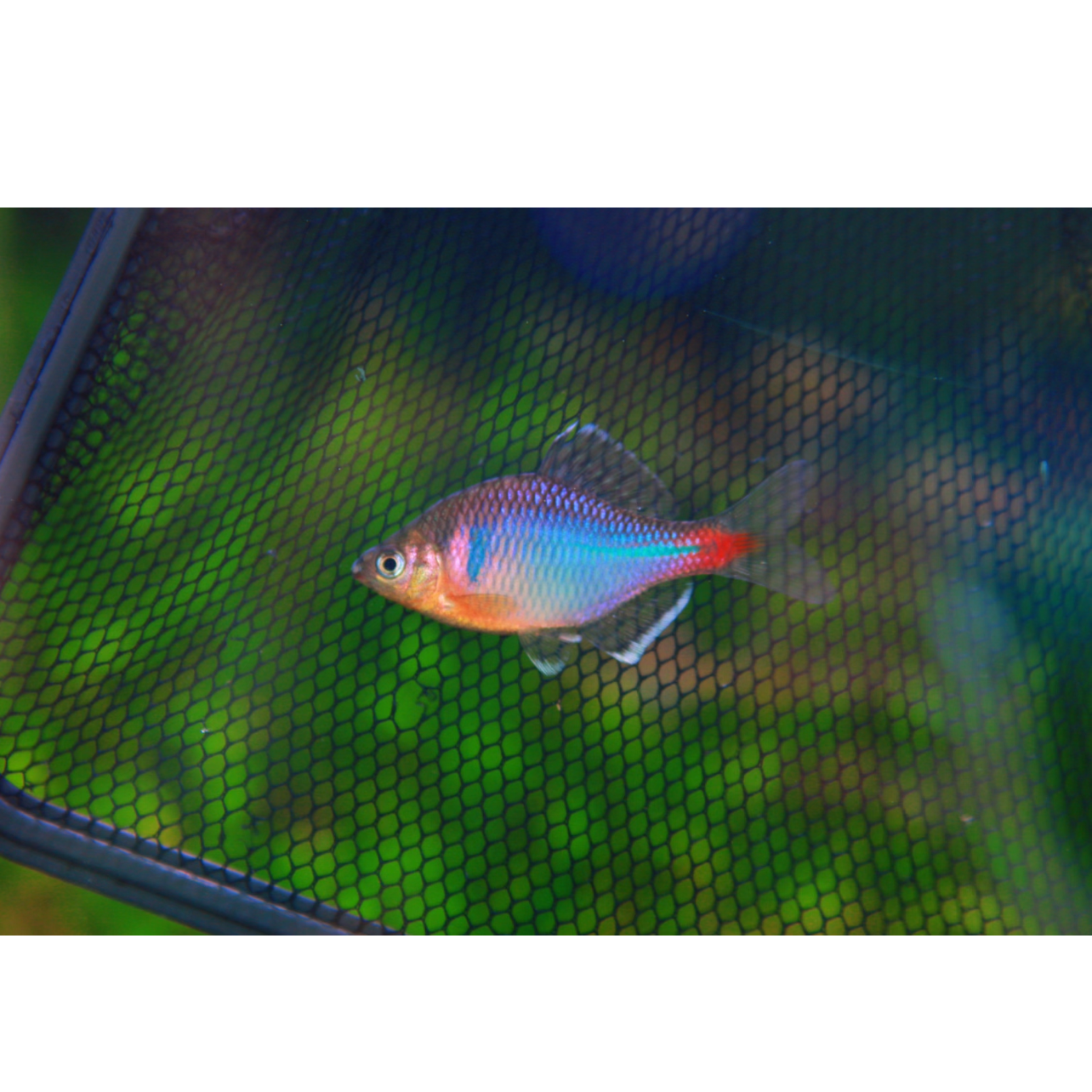 红腹白边鳑鲏冷水原生鱼淡水鱼