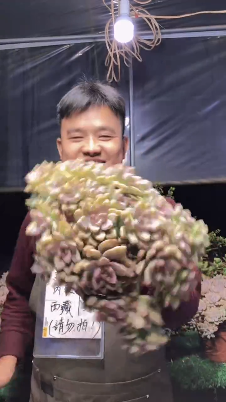120淡雪缀化一物一拍