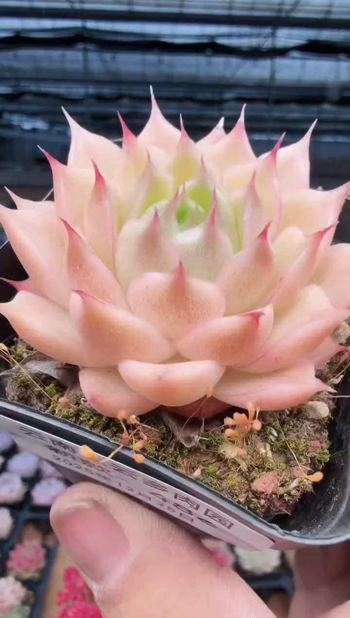 东云多肉园新款-486