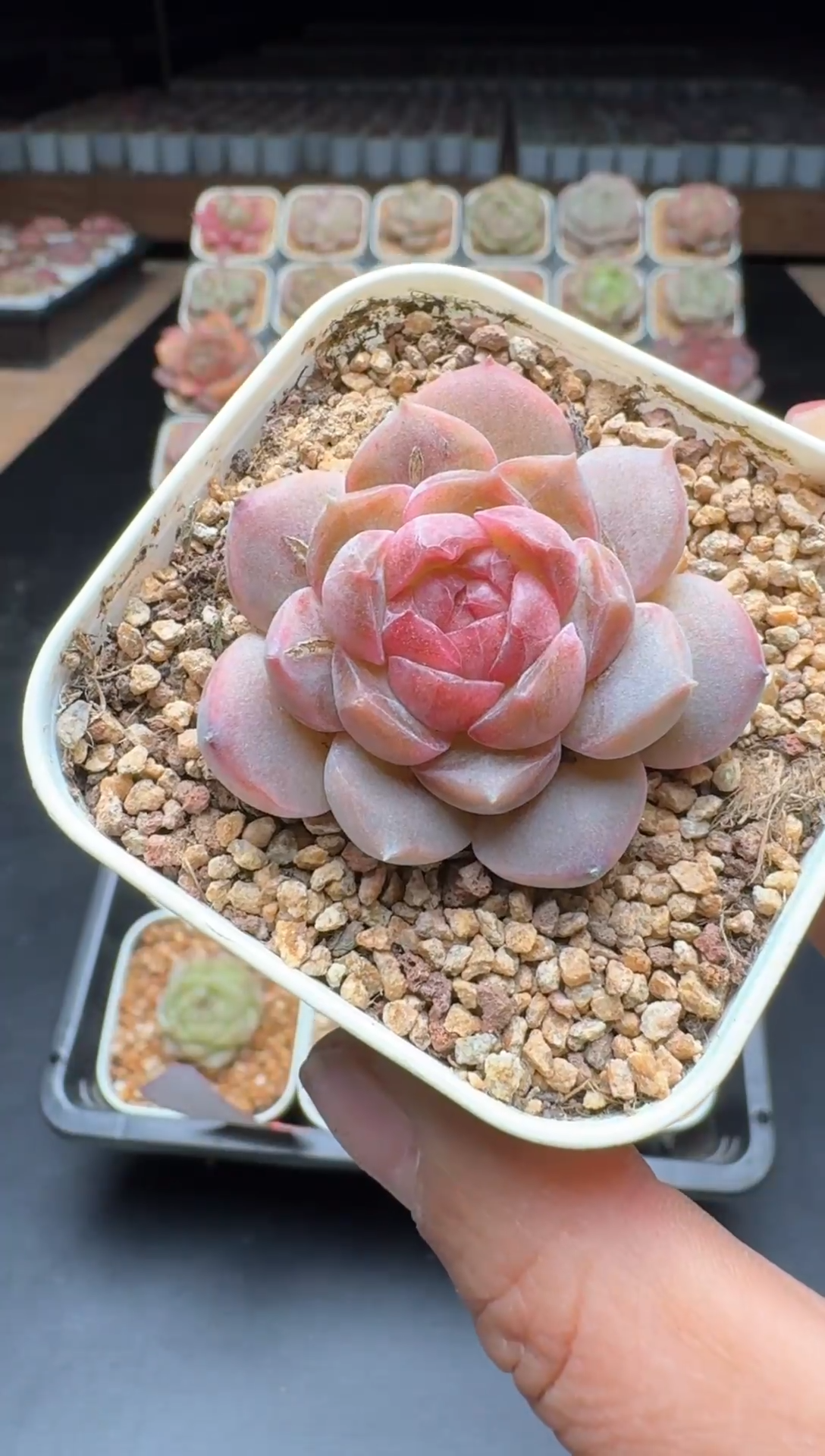 【闪购商品】820号一物一拍珍妮多肉花卉植物3颗起发