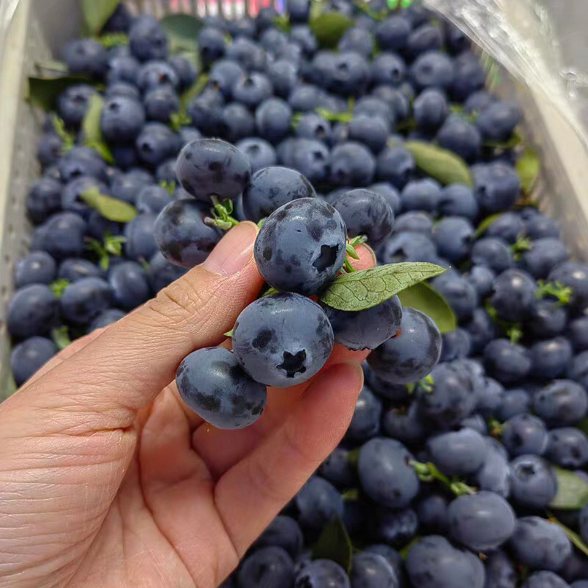 云南高山【薄雾蓝莓】15-20mm，一箱净重0.8斤顺丰包邮。果子偏小，云南省