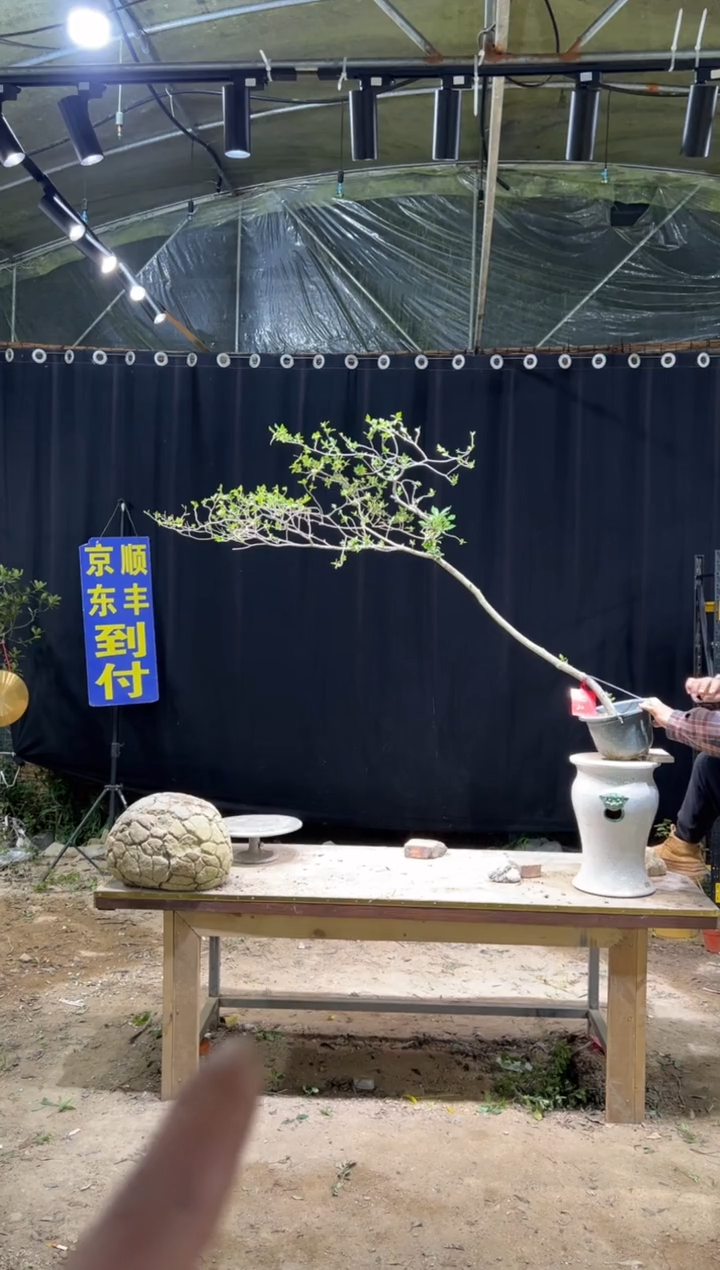 当前无花朵，栽培后可花朵冷****5 海岛栀子花