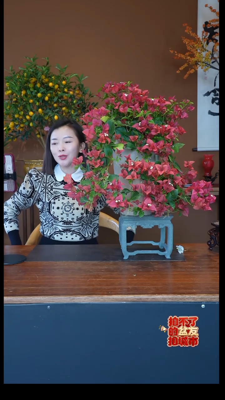 全部花朵腊染红盆景盆景