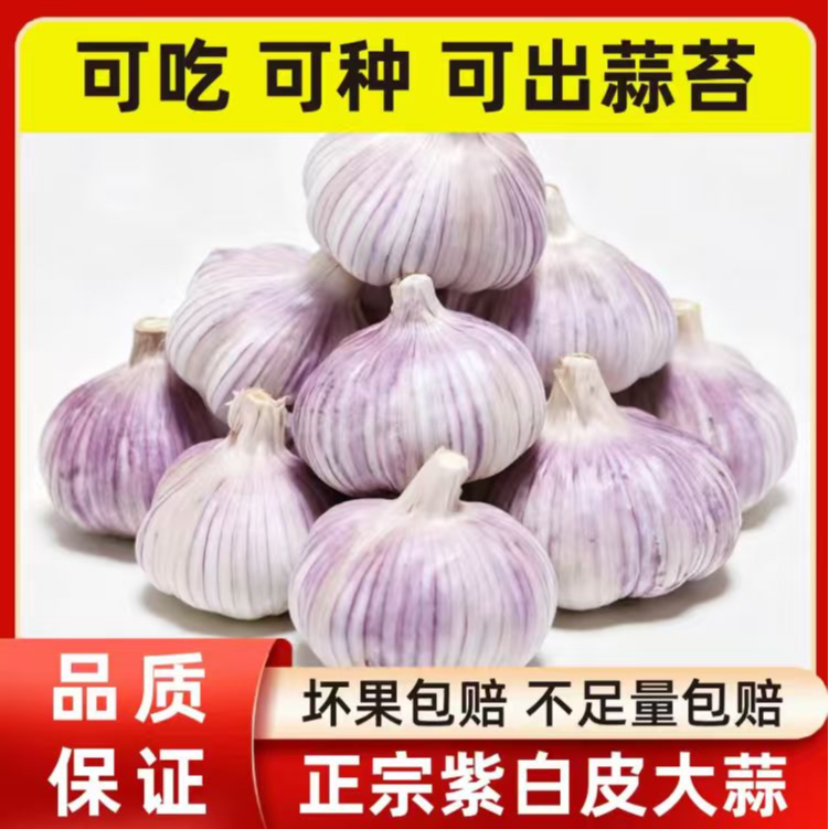 2025年新干蒜农特产正宗紫白皮大蒜香辣爆满可吃可种XH3