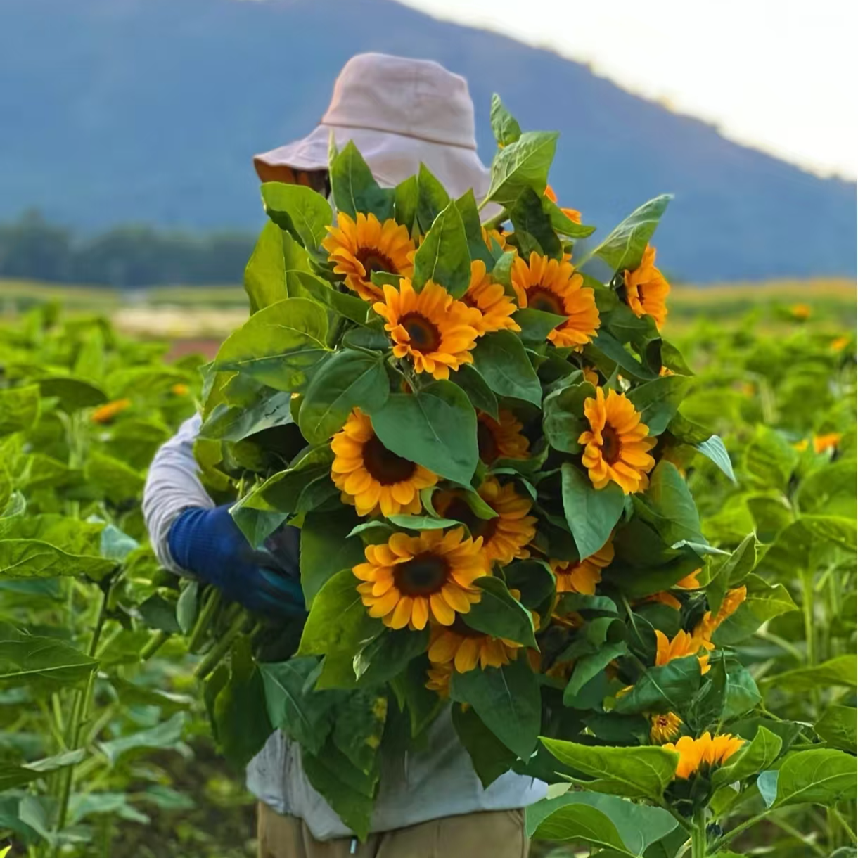 教师节【向日葵】云南鲜花基地直发向阳花鲜切花任意拍两单送配草