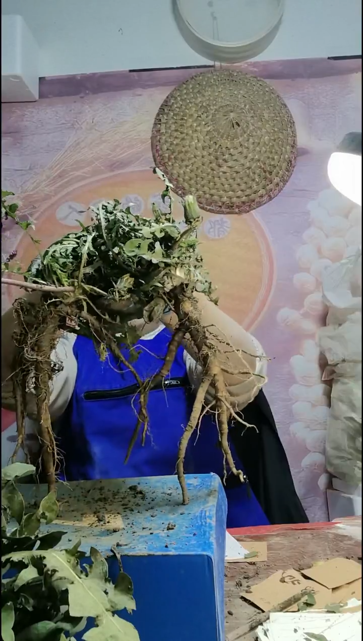 少量花朵（建议范围：2朵-5朵 或40%以下）歌*蒲公英