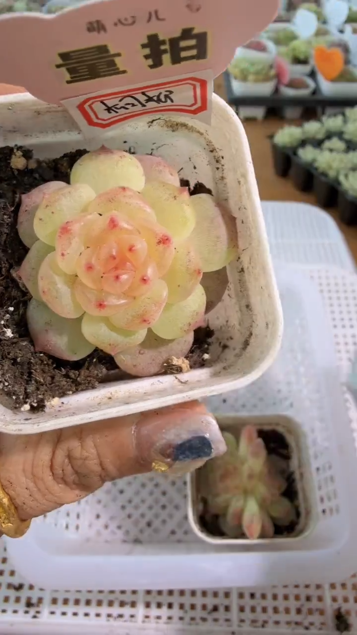 B/相柳 单双混 五方一盆 量拍混发