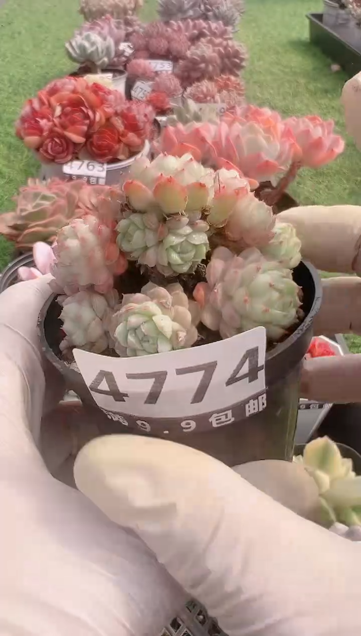 【闪购商品】信福多肉一物一拍