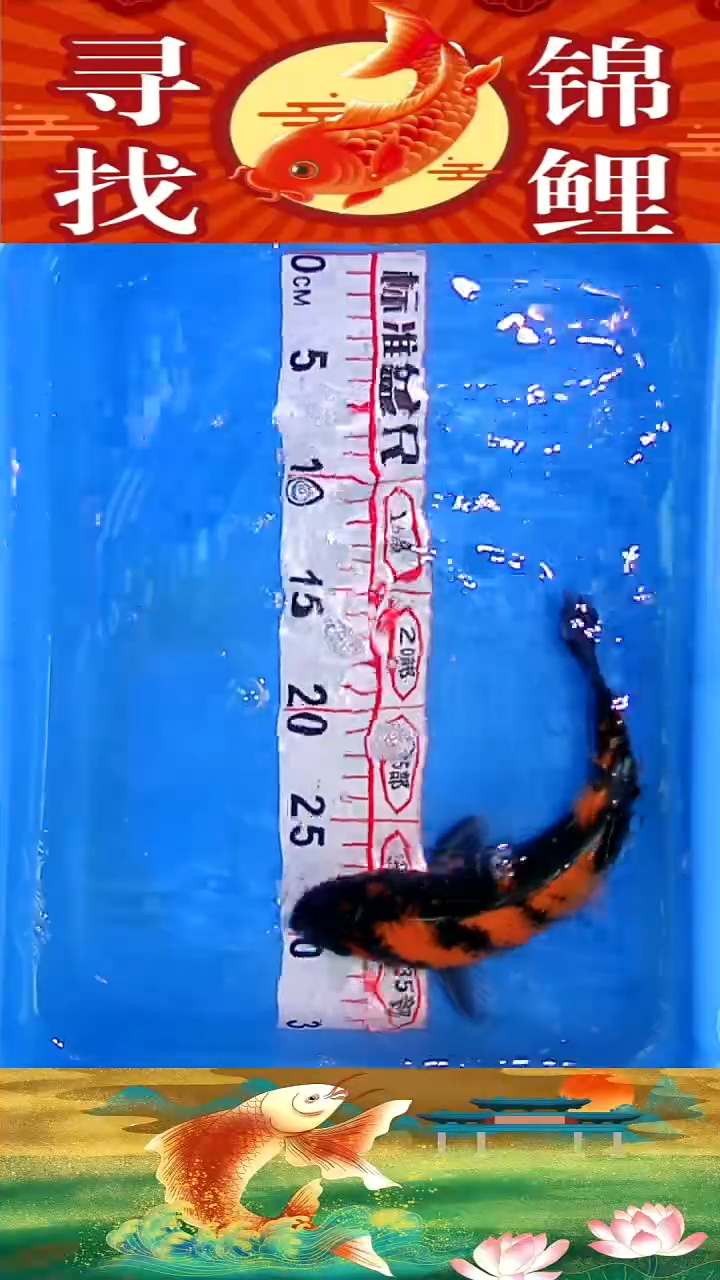 海水鱼精品冷水黄金鱼纯种观赏锦鲤鱼好养耐活5