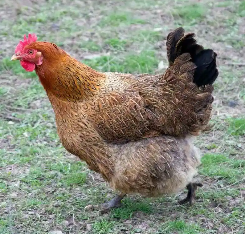 农家散养土鸡7个 单个1斤左右发货土鸡头新鲜恒温包邮 肉质鲜美