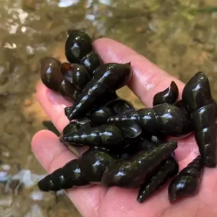 【广东省内链接】山坑螺鲜活3斤广东原生态野生螺冷水山坑螺淡水螺