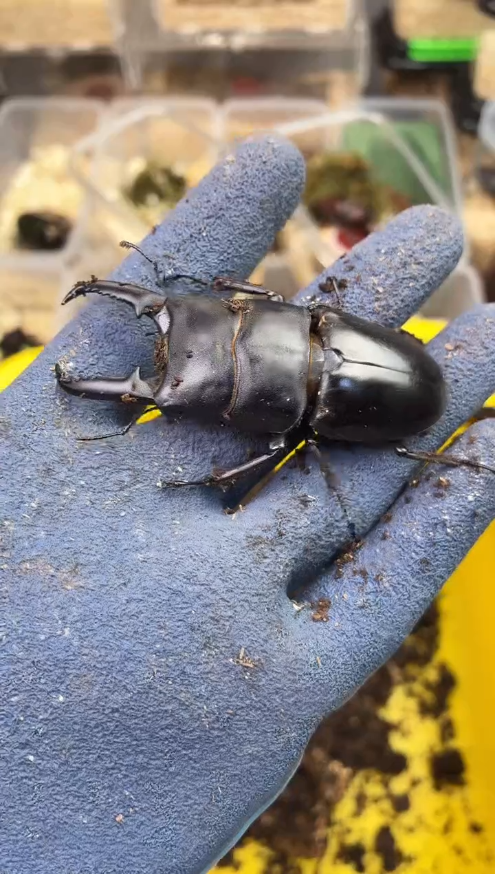 中华大扁锹成虫公一只