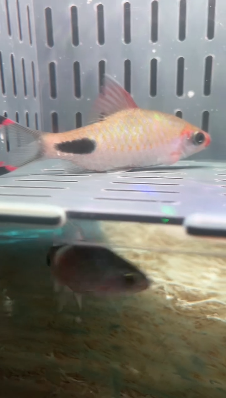 鱼蟹虾精选精挑道金斯巴