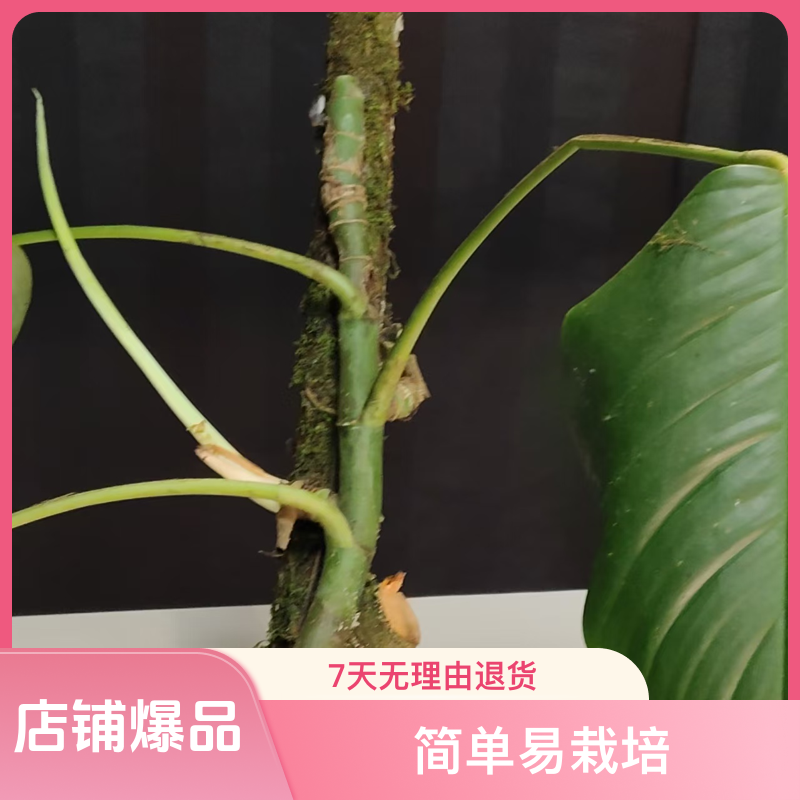 麒麟尾，四季常青，又名过山龙，可水培，土培，