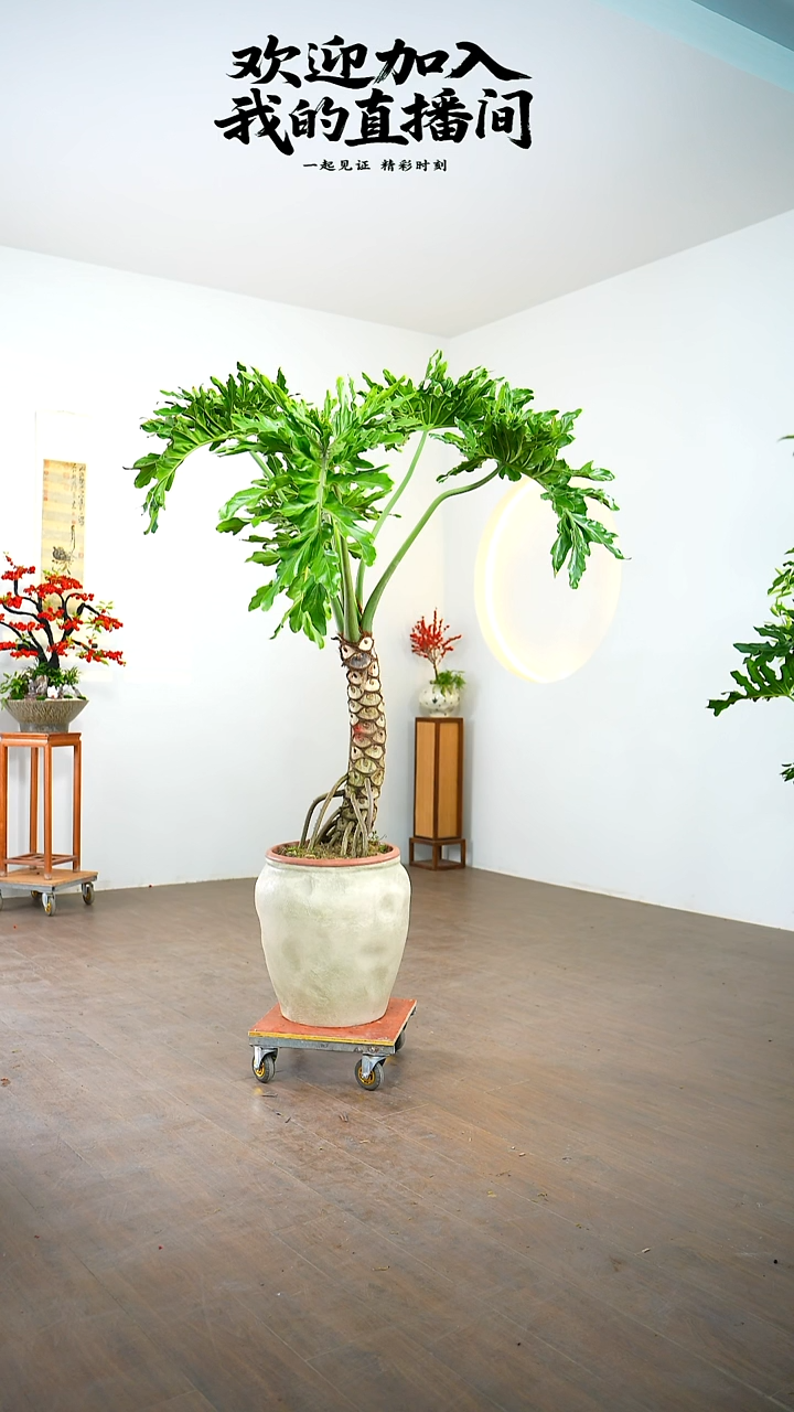 无花朵A****g一物一拍龙鳞春雨