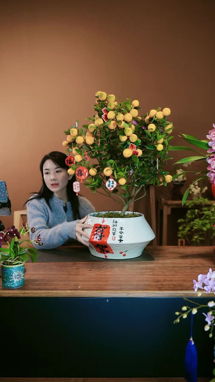 【闪购商品】盆景大金橘