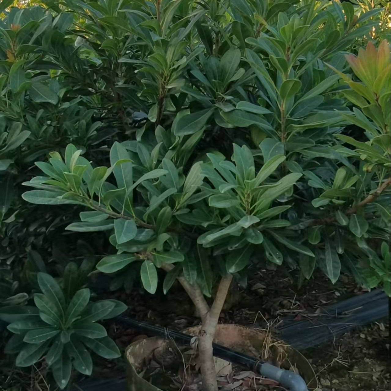 2-3公分东魁杨梅苗