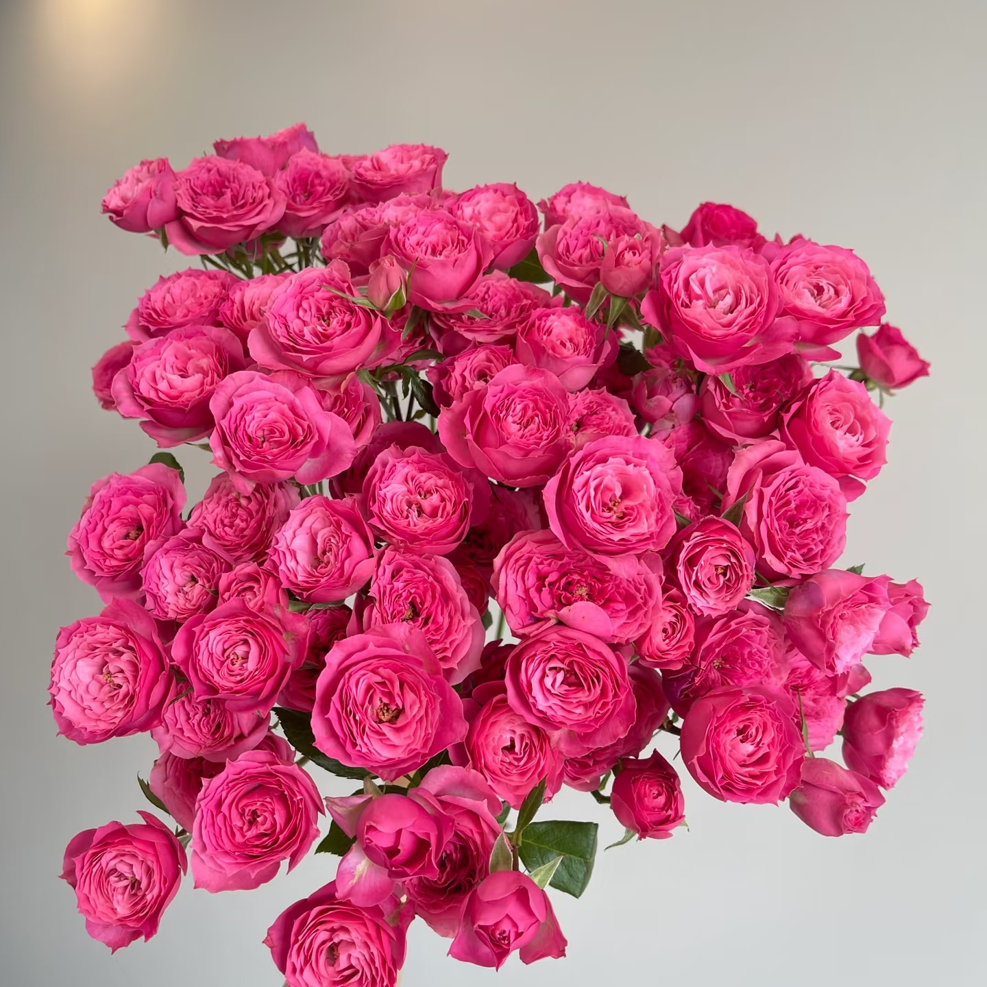 【苏菲宝贝多头玫】拍二单升级发顺丰家用鲜花直播间现场直播卖花