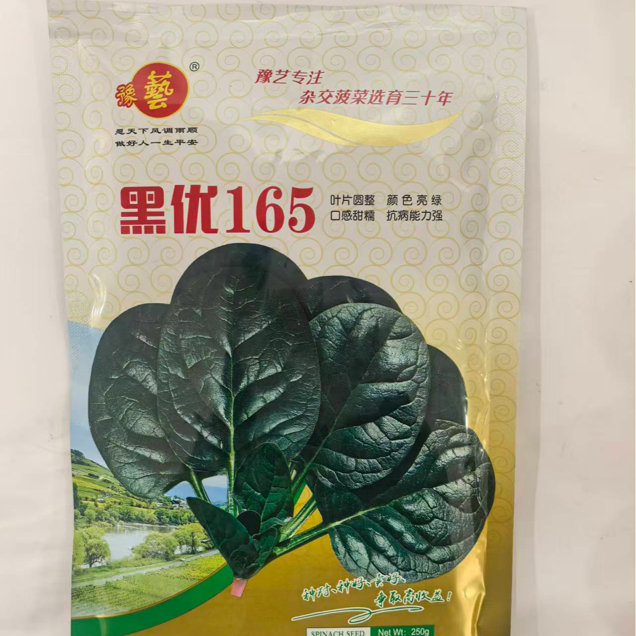 豫艺黑优165趴地菠菜颜色亮绿光泽度好口感甜糯商品性好