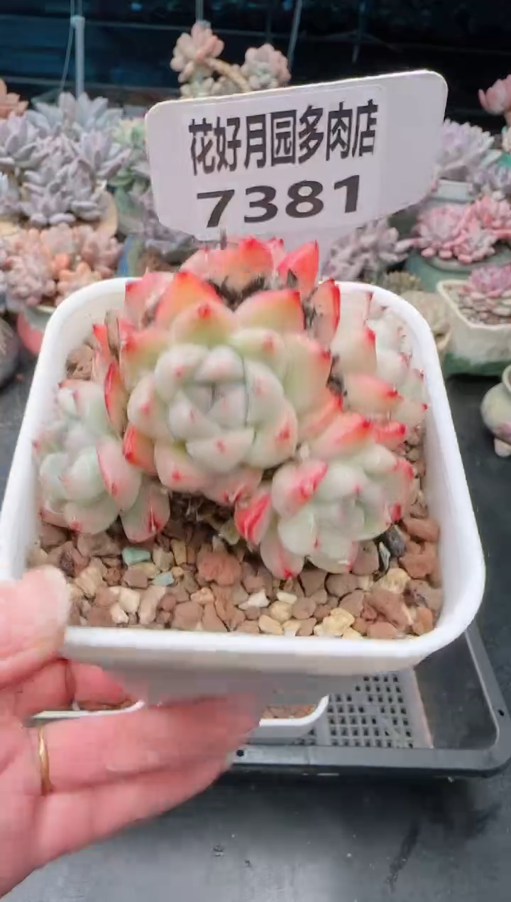 【闪购商品】7381如梦令