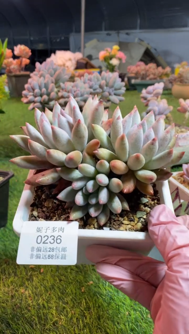 【闪购商品】0236a