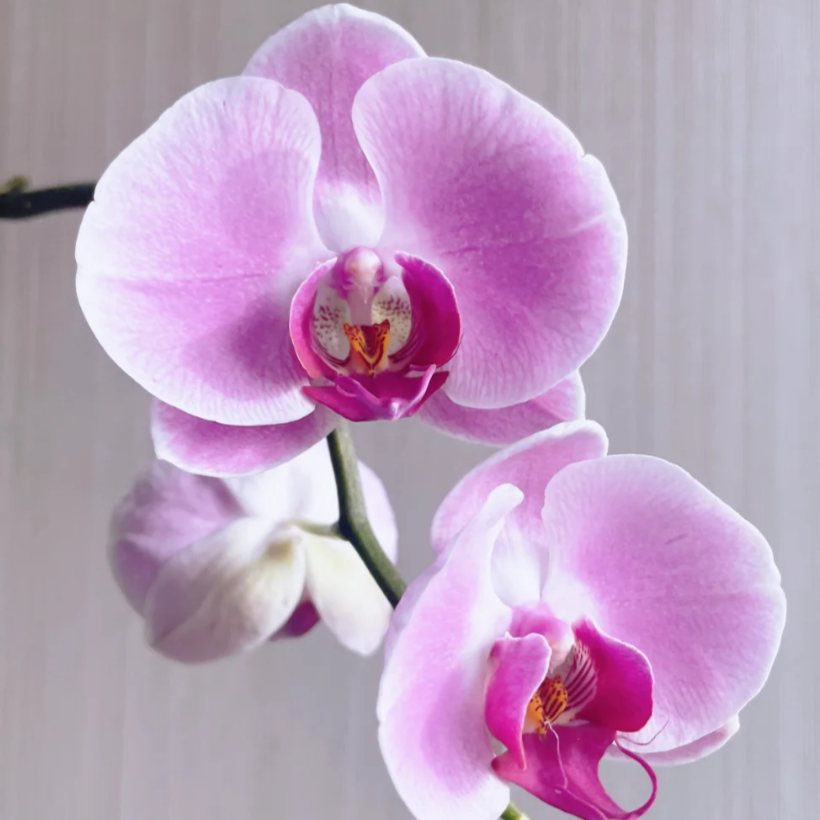 金阳光【仙桃】3.0寸杯蝴蝶兰粉色系大花型 基地址发