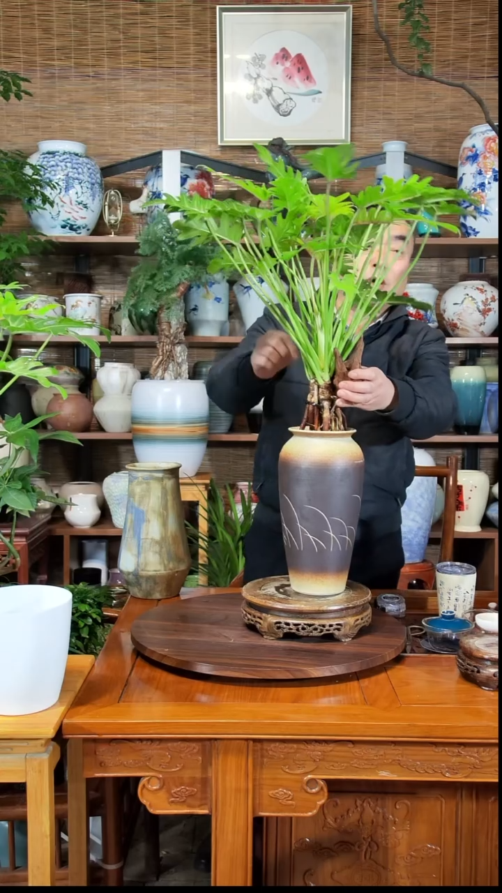 无花朵大****长水之韵水培小天使
