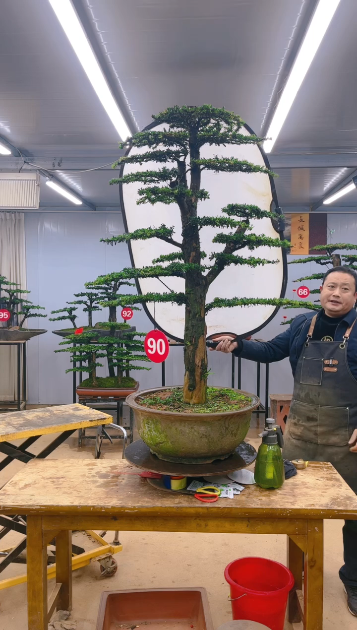 【闪购商品】精品盆景  一物一拍