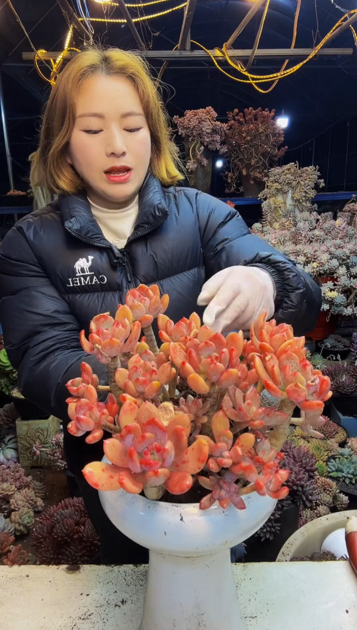 状态灰姑娘脱土包邮