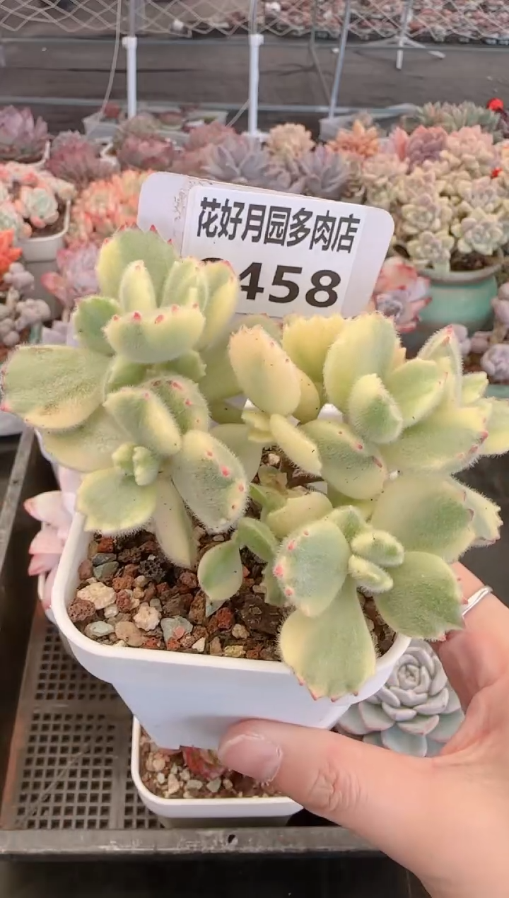 【闪购商品】6458.