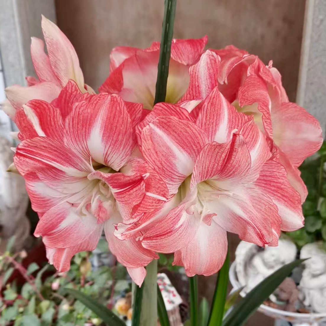 包对版【晨曦微露】朱顶红种球植物裸根 