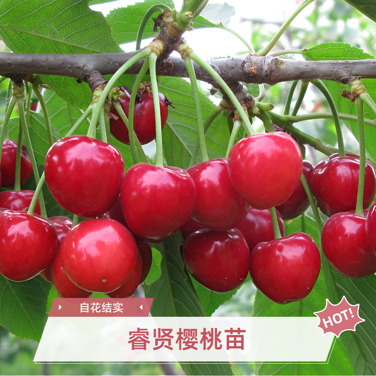 睿贤大樱桃树苗车厘子苖南方种植嫁接苗水果树果苗香甜脆可口