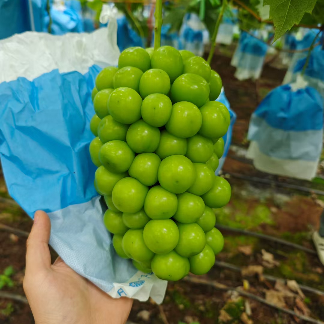 云南头茬阳光玫瑰葡萄新鲜采摘脆甜爽口汁水充足