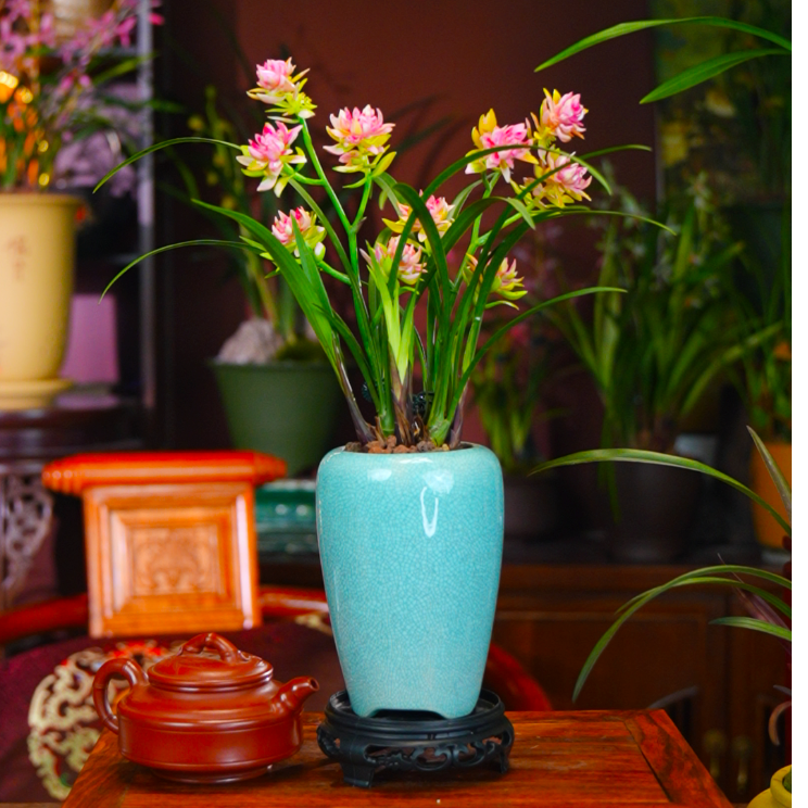 建兰名品[玉影牡丹]特级浓香型奇花草花苗茶桌面绿植盆景室内绿植