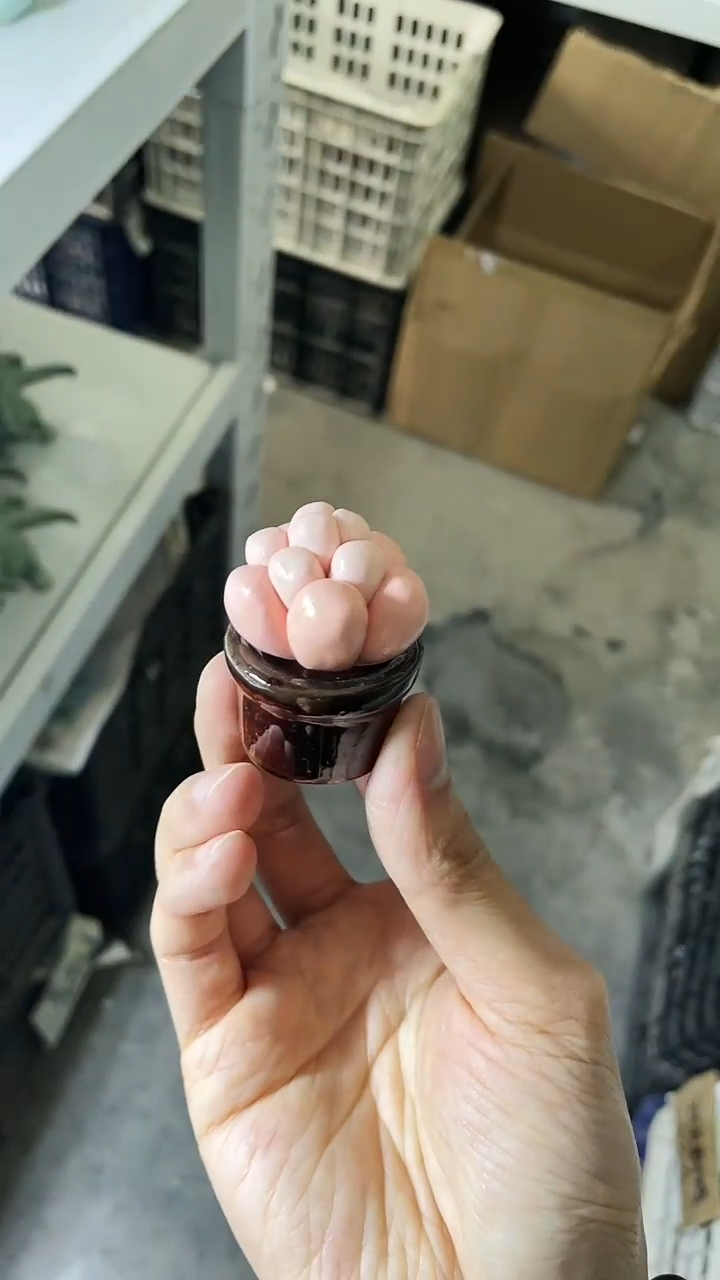 【闪购商品】福利款 慧仙青瓷 瓷器