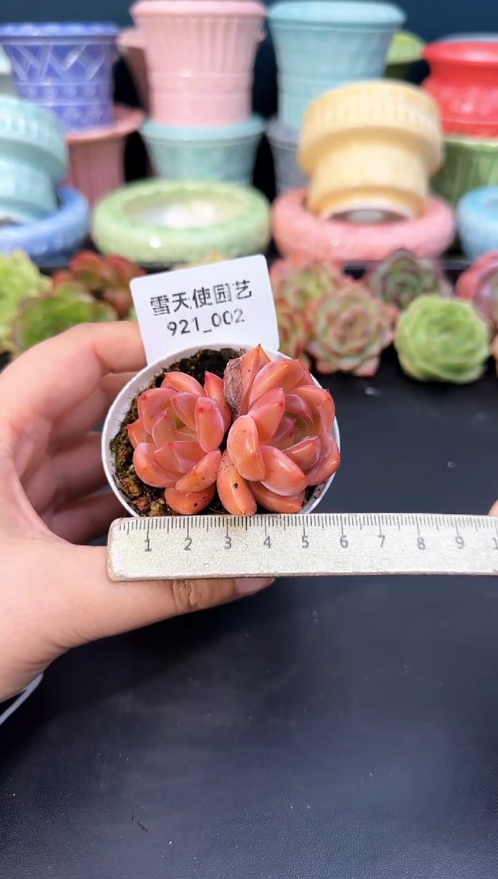 921-002青山（冠幅5.5CM）