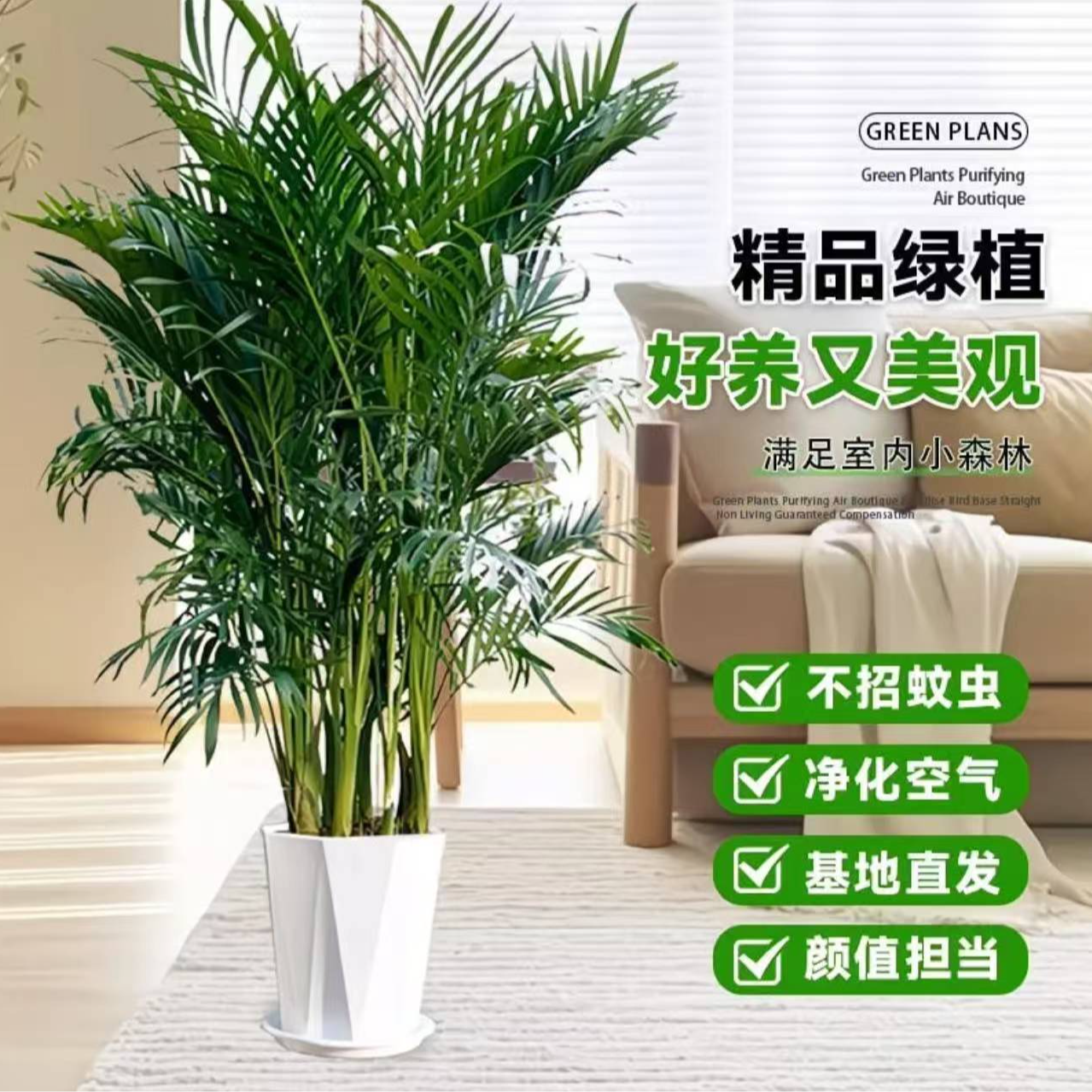 【京东包邮】A级精品富贵椰子室内摆放好养耐活大型绿植