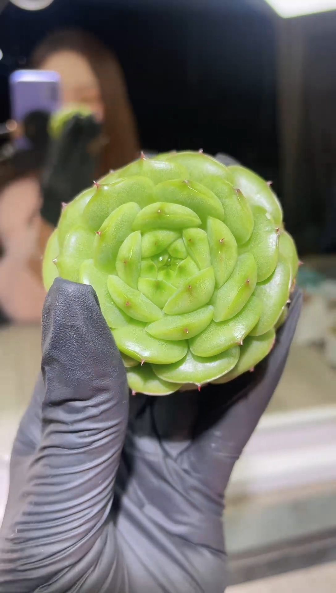 闪购1677 封面翡多肉一颗 6厘米