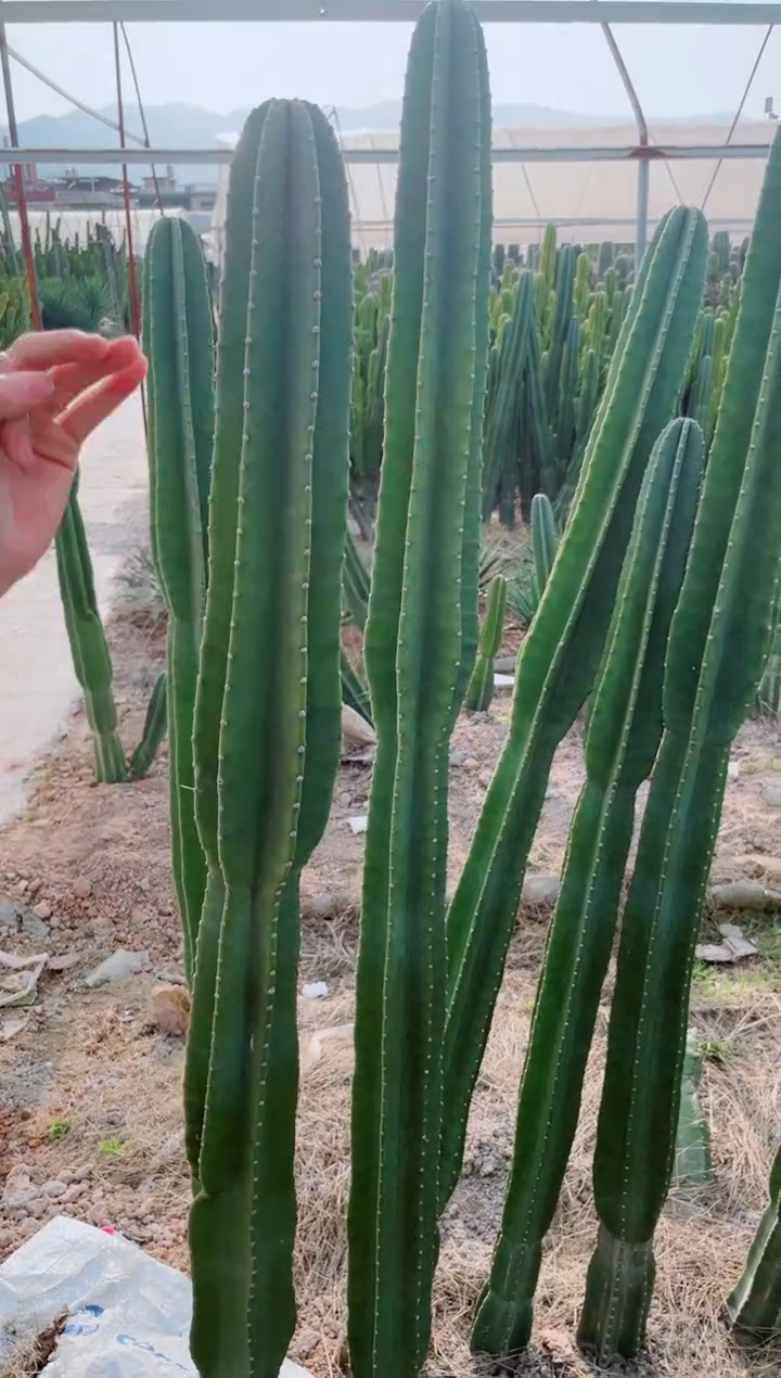 【闪购商品】【带根】130-150cm 量天尺