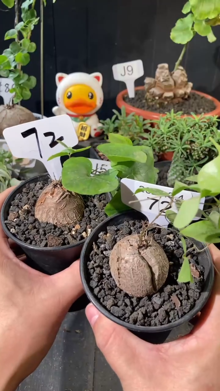 【闪购商品】南非龟甲龙3.4..72