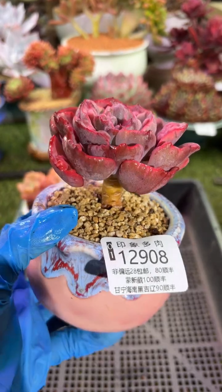 【闪购商品】12908