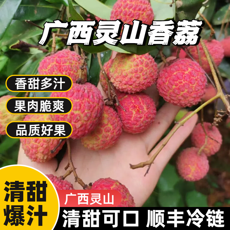 【顺丰冷链包邮】百年老树灵山香荔岭南荔枝百年老树香荔原产地直发