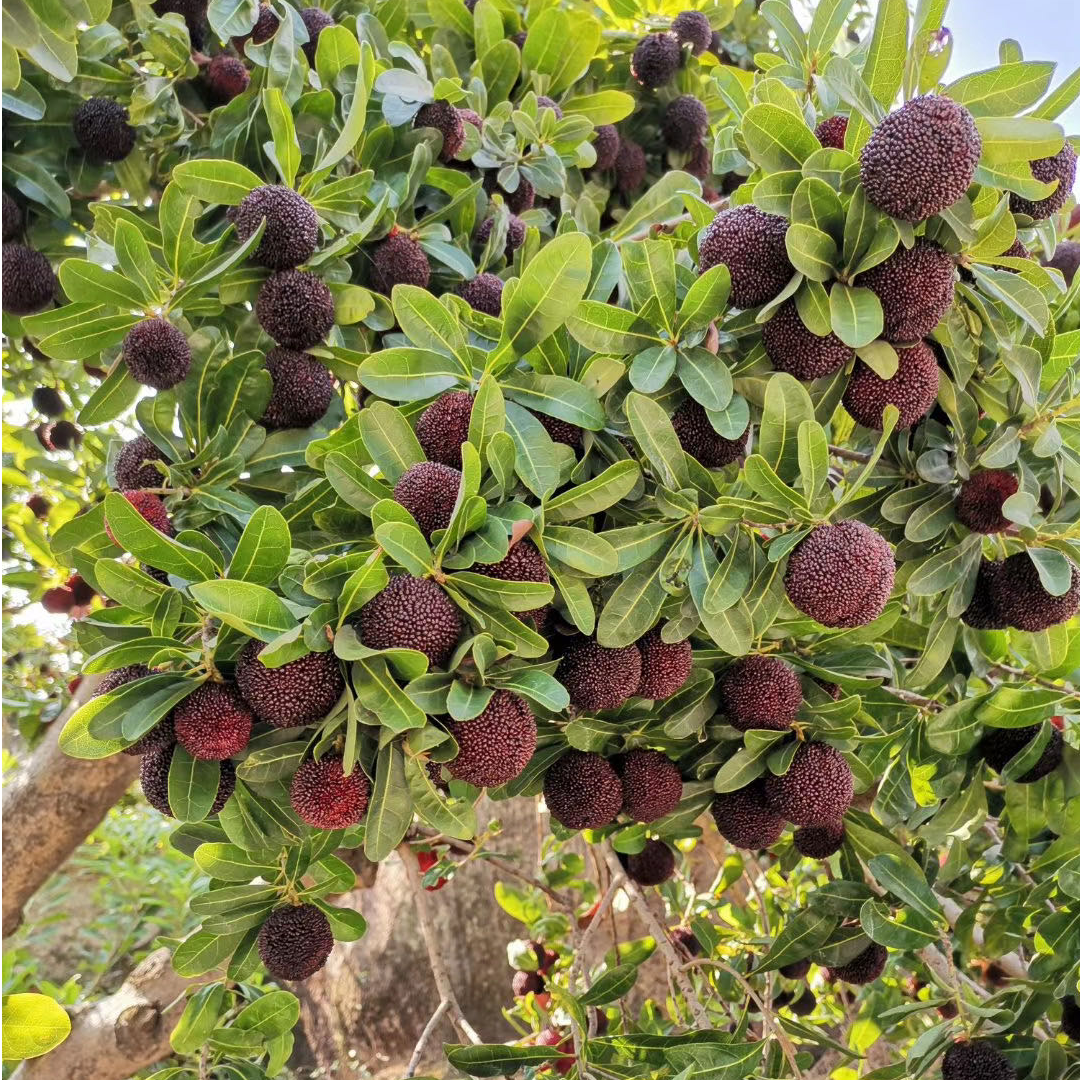 东魁杨梅果树黑炭杨梅台梅王子安海一物杨梅树苗一拍